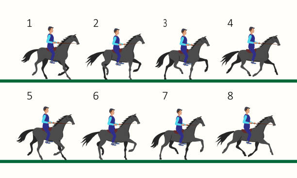 The horse is trotting. Animation of a horse with a rider. Horseback Riding. The horse is trotting. Animation of a horse with a rider. Horseback Riding. gallop animal gait stock illustrations