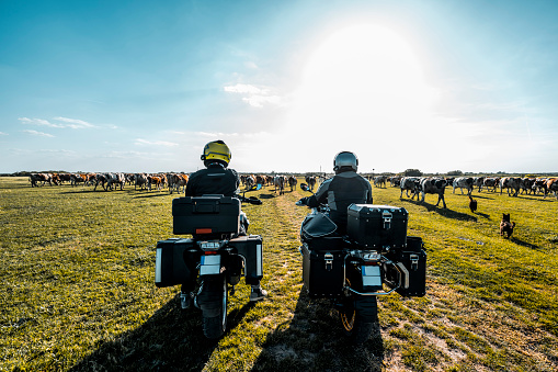 Two male motorbike riders and friends seen on the ranch with domestic cattle in a background during their off road adventure on a sunny weekend day.