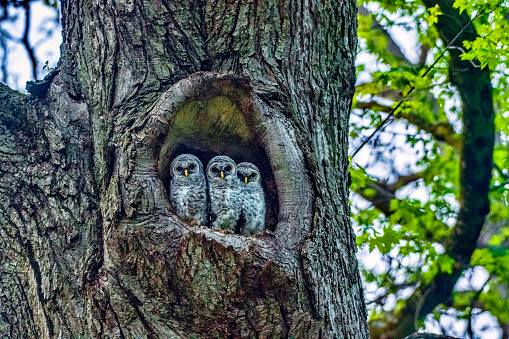 Three Baby Owls in the Hollow of a Tree.