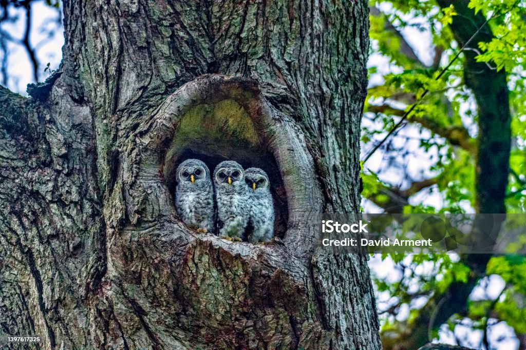 Three Baby Owls Three Baby Owls in the Hollow of a Tree. Barred Owl Stock Photo