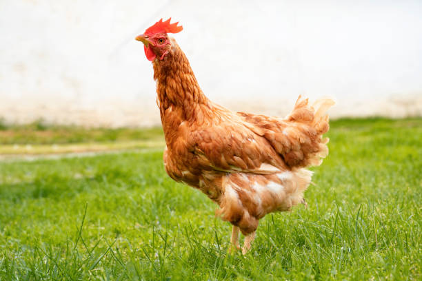 istock Chicken standing on the grass, organic production of eggs 1397618168