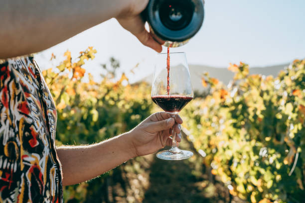 Man pouring wine in the vineyard stock photo