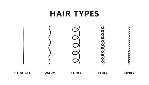 klasyfikacja rodzajów włosów - proste, faliste, kręcone, zwinięte, perwersyjne. schemat różnych rodzajów włosów. metoda kędzierzawej dziewczyny. ilustracja wektorowa na białym tle - kręcone włosy stock illustrations