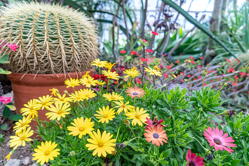 Terra cotta pottery and Portulacaria afra variegated Elephant Bush on display at a local plant nursery.