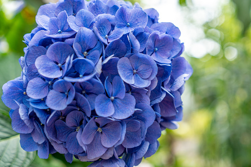 Hydrangea, a large blue bouquet, blooming in the garden Will be a small shrub