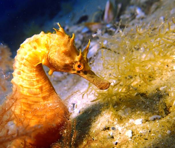 istock Yellow seahorse on ocean floor 1397625367