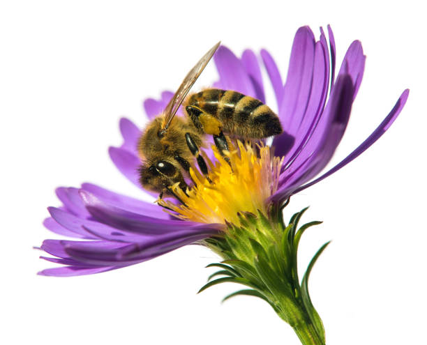 istock bee or honeybee on flower isolated on white 1397625395