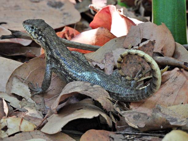 Curly-tailed Lizard (Leiocephalus carinatus) resting on leaves Curly-tailed Lizard - profile northern curly tailed lizard leiocephalus carinatus stock pictures, royalty-free photos & images