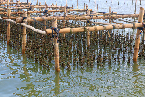 shellfish farming, oysters farm in the sea