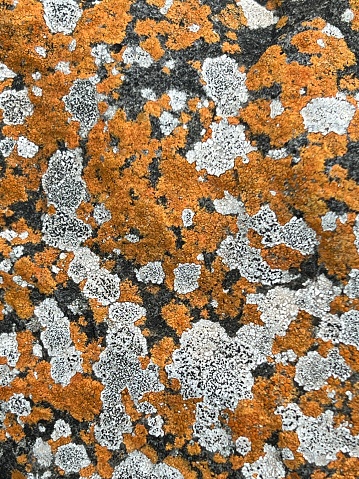 Close-up of lichen growing on bluestone at a popular beach