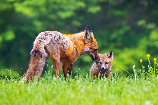 Cute brown mother fox grooming her baby pup in the forest at spring