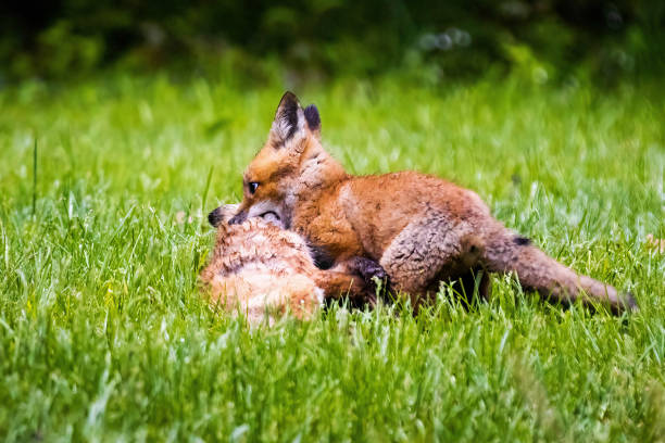 istock Cute brown fox pup hunting in the wild forest alone 1397626697