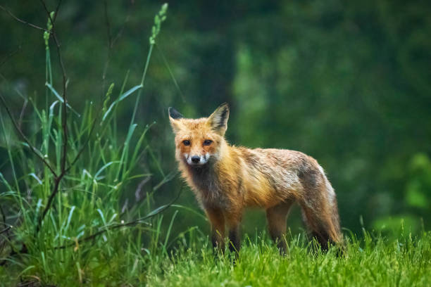 istock Cute brown fox close up portrait in the wild forest 1397626700