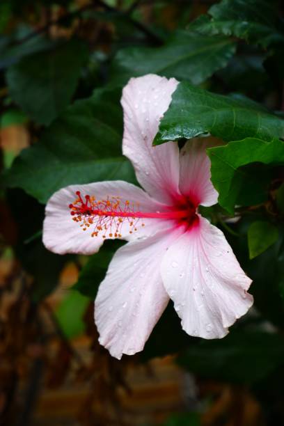 istock Hibiscus Flower 1397627860