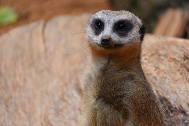 istock Meerkat close up head shot 1397627881