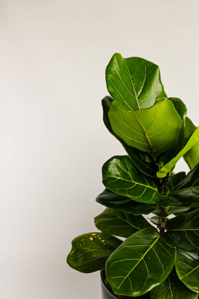istock ficus lirata leaf detail top view. houseplant 1397628849