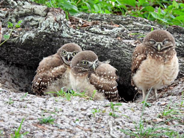 Burrowing Owl (Athene cunicularia) - Owlets resting in their burrow Burrowing Owls - young birds burrowing owl stock pictures, royalty-free photos & images