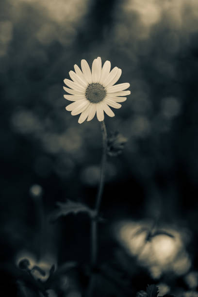 Lone Daisy stock photo