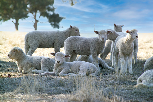a group of beautiful Australian merino lambs in the shade in Australia.