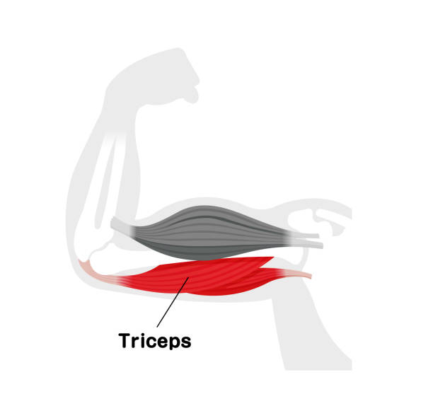 Arm muscle anatomical illustration ( triceps ) Arm muscle anatomical illustration ( triceps ) 運動する stock illustrations