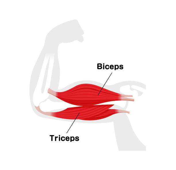 Arm muscle anatomical illustration ( biceps and triceps ) Arm muscle anatomical illustration ( biceps and triceps ) 運動する stock illustrations