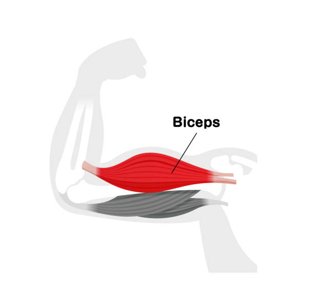 Arm muscle anatomical illustration ( biceps ) Arm muscle anatomical illustration ( biceps ) 運動する stock illustrations