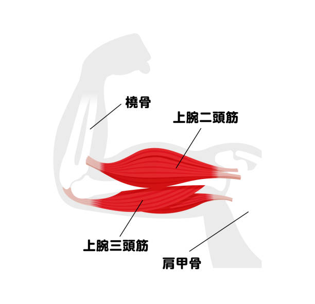Arm muscle anatomical illustration ( biceps and triceps ) | Japanese Arm muscle anatomical illustration ( biceps and triceps ) | Japanese 運動する stock illustrations