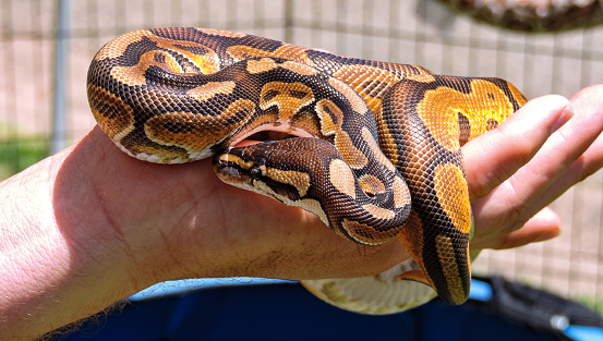 Close up of a python sitting on an open hand.
