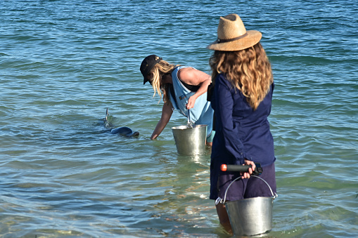 Denham, Wa - Apr 22 2022:Australian Department of Parks and Wildlife ranger and volunteer feeding dolphins in Monkey Mia. Feeding wild animals can significantly change their behavior.