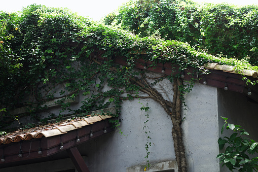 Trees and leaves cling to the walls of the house to cover the roof.