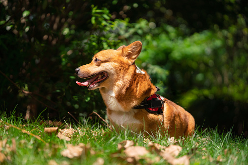 Puppy  Corgi dog  in a field
