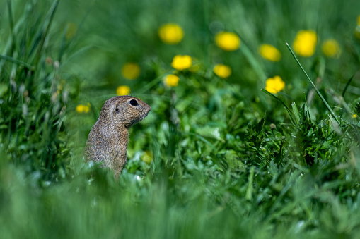 European ground squirrel, European souslik, Spermophilus citellus. The Muran Plateau National Park, Slovakia.