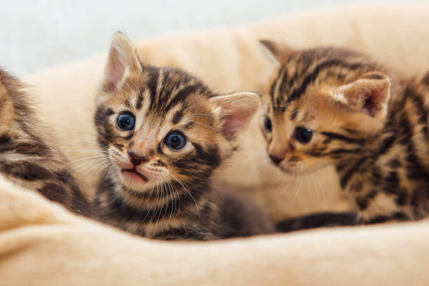 istock Closee-up little bengal kittens on the cat's pillow 1397640312