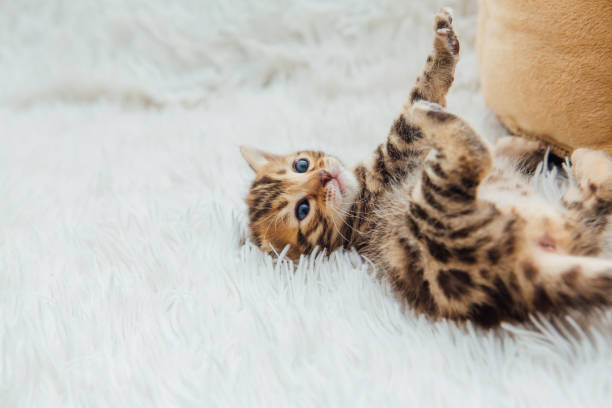 istock Little bengal kitten on the white fury blanket 1397640385