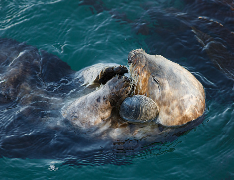 California Sea Otters - Pacific Ocean
