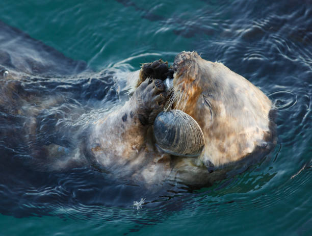 Sea Otter Eating a Clam at Morro Bay An image of a sea otter eating a clam while floating on Morro Bay. clam animal stock pictures, royalty-free photos & images