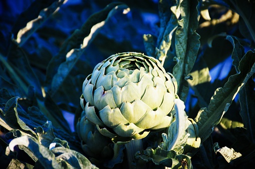 Artichoke plantation in flower, in the countryside of Sao Paulo, Brazil