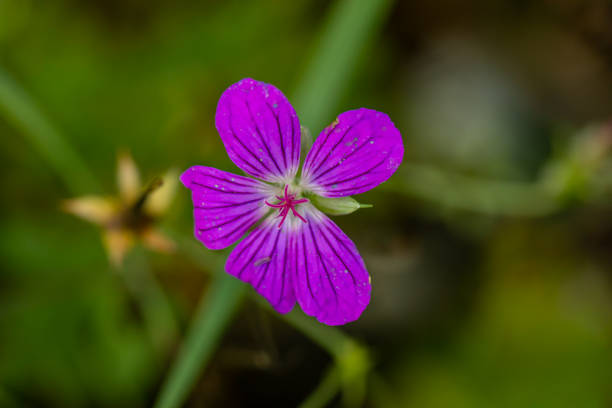 istock Geranium palustre flower growing in meadow, macro 1397645224
