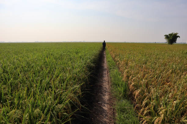 istock a farmer walked in the middle of a rice field 1397645382