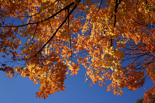 Yellow, brown and red maple leaves. The background is blue sky. A trip to the maple leaves in the fall makes you miss Canada.