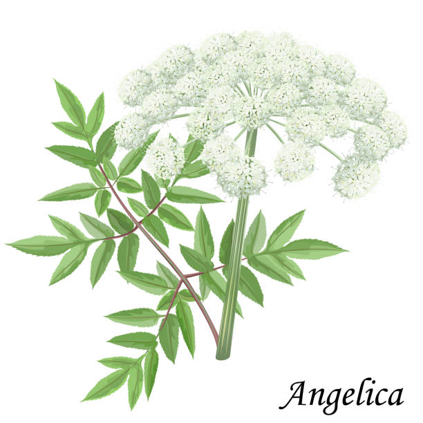 arcydzięgiel ogrodowy z zielonymi liśćmi i białymi kwiatami, ilustracja wektorowa. - angelica plant flower uncultivated stock illustrations