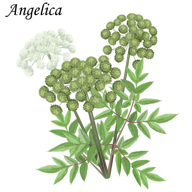 illustrations, cliparts, dessins animés et icônes de angelica archangelica, plante à fleurs blanches, feuilles et fruits verts, illustration vectorielle. - angelica herb plant organic