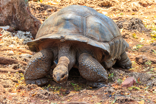 Baby Aldabra giant tortoise (Aldabrachelys gigantea) on green lawn grass. It is one of the largest tortoises in the world. The species is endemic to the Seychelles Atoll.