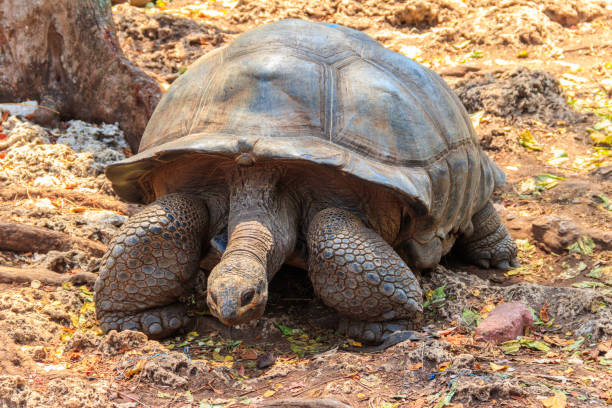 Aldabra giant tortoise on Prison island, Zanzibar in Tanzania stock photo