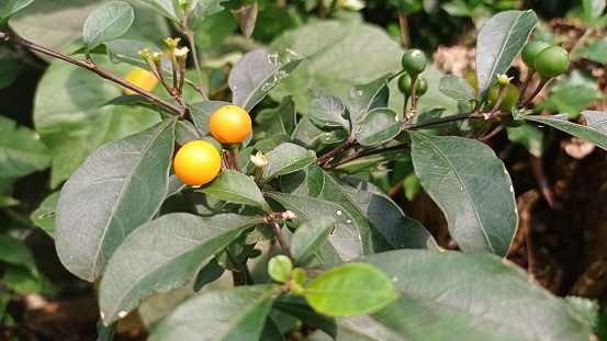 Solanum diphyllum is a wild plant that has very bright fruit like a small orange