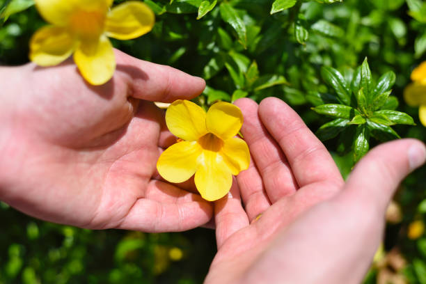 istock Allamanda flower growing in Vietnam close up 1397654464