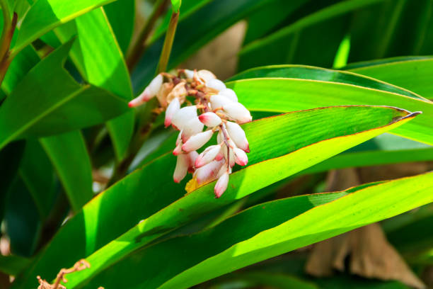 istock Cardamom flower growing on the spice farm 1397654681
