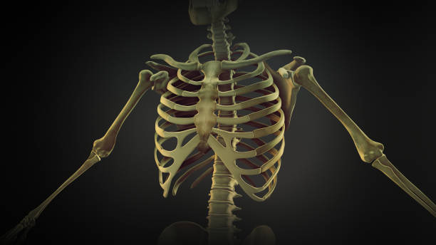 anatomia das articulações ósseas da gaiola torácica - thoracic vertebrae - fotografias e filmes do acervo