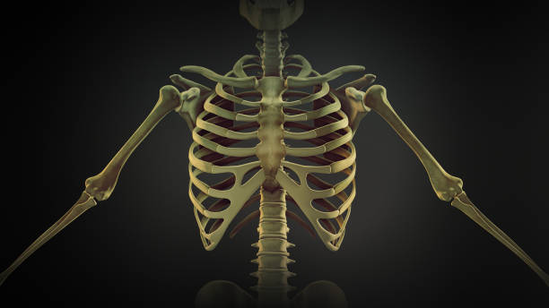 anatomia das articulações ósseas da gaiola torácica - thoracic vertebrae - fotografias e filmes do acervo