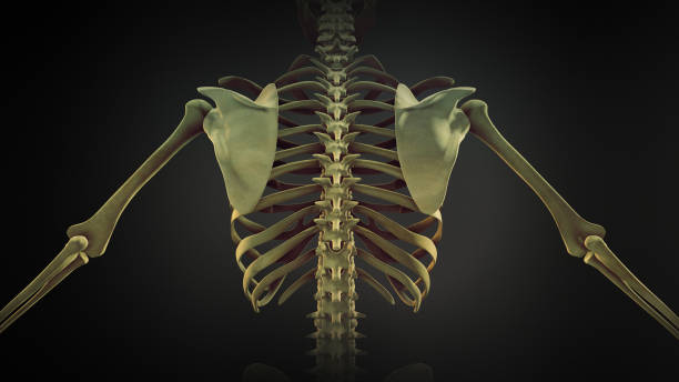 anatomía de las articulaciones óseas de la caja torácica - escapula fotografías e imágenes de stock